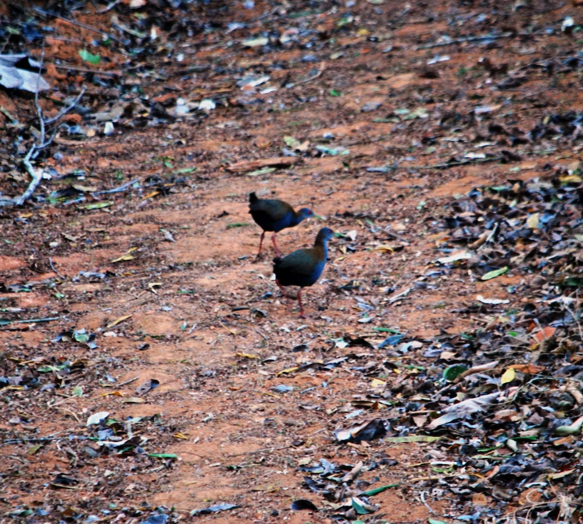 Slaty-breasted Wood-Rail - ML620256317