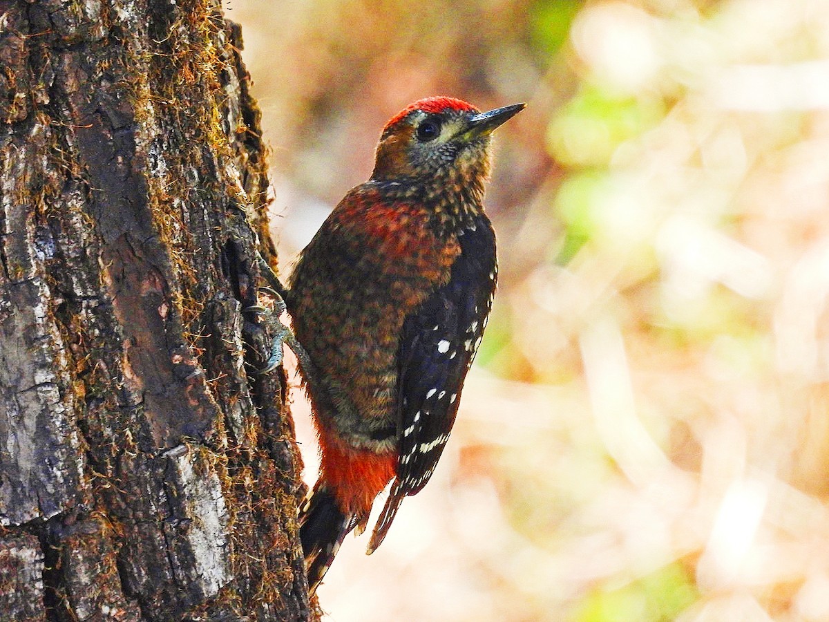 Fulvous-breasted Woodpecker - ML620256318