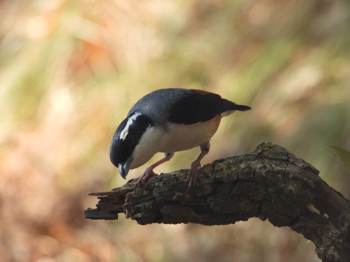 White-browed Shrike-Babbler - ML620256328