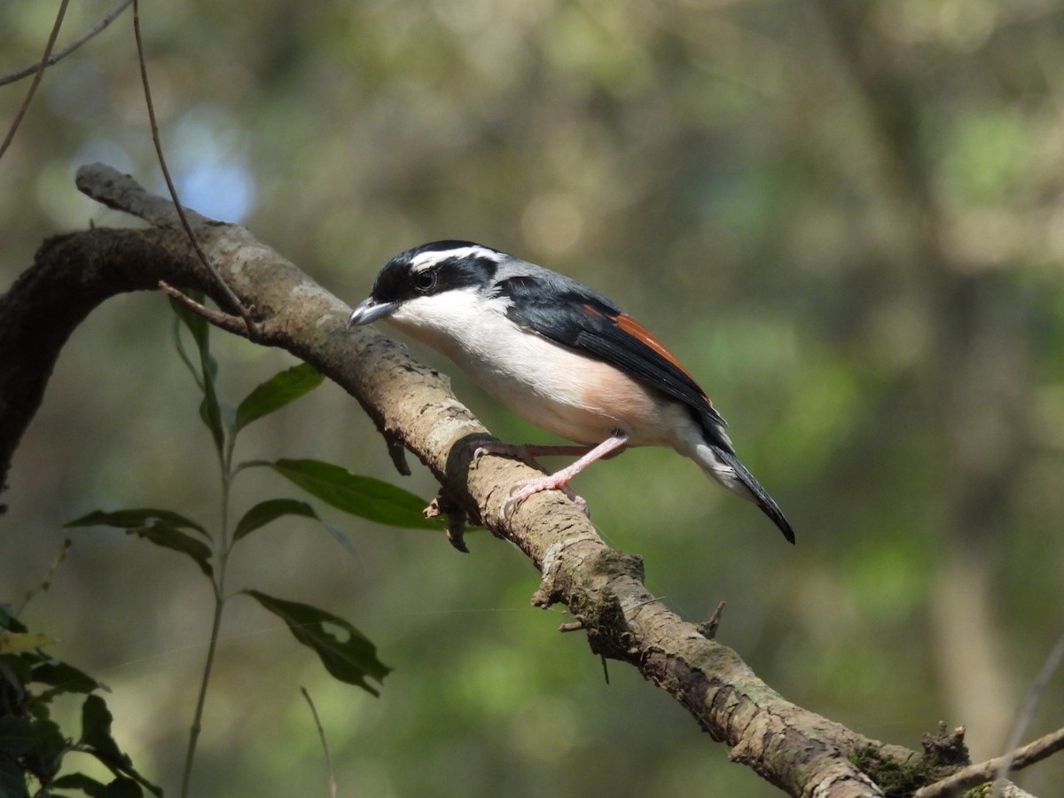 Vireo Alcaudón Cejiblanco - ML620256329