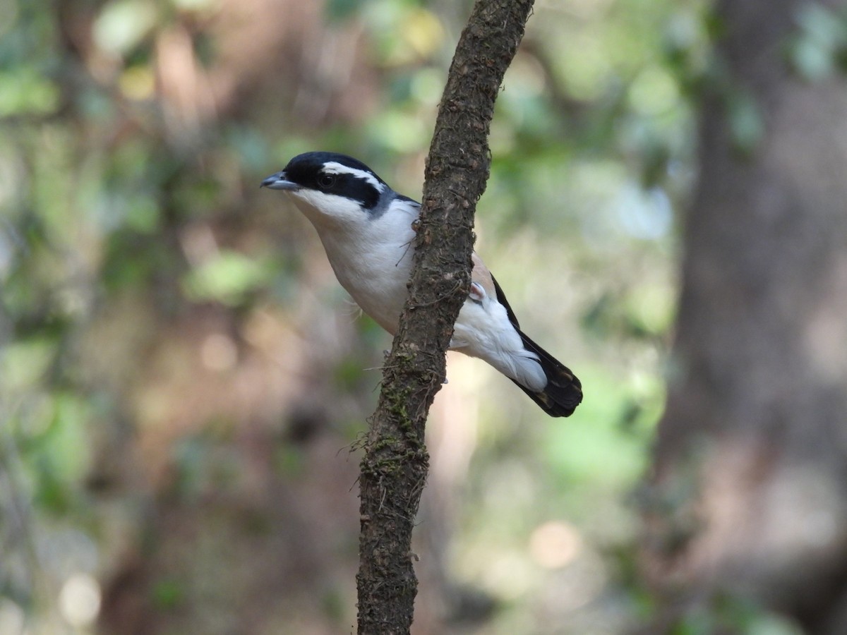 White-browed Shrike-Babbler - ML620256335