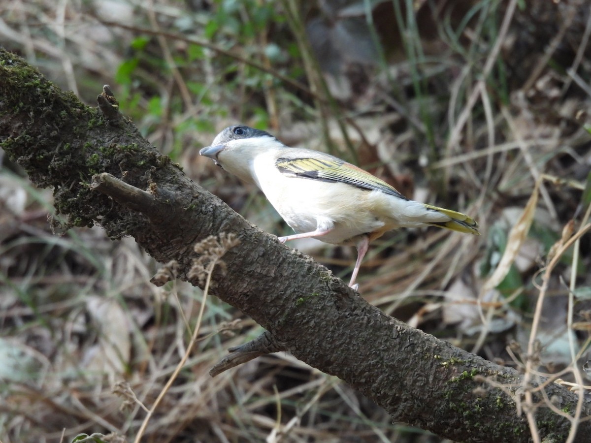 White-browed Shrike-Babbler - ML620256336