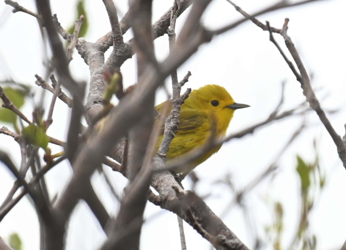 Yellow Warbler (Northern) - ML620256339