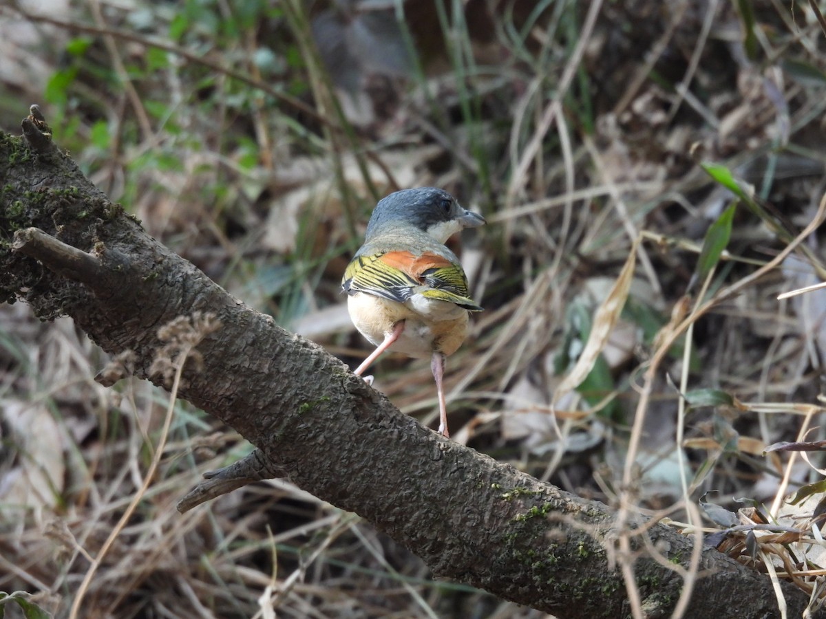 White-browed Shrike-Babbler - ML620256341