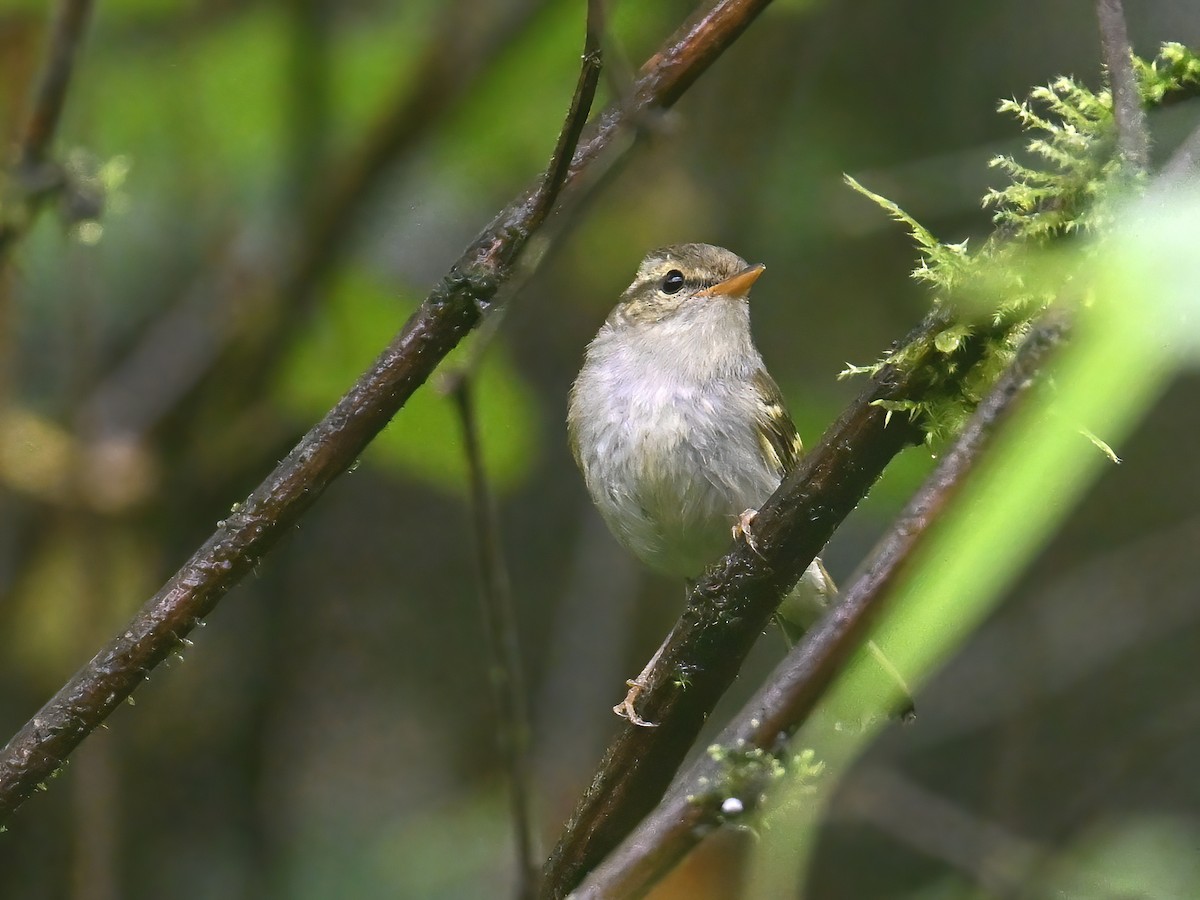 Mosquitero del Emei - ML620256342