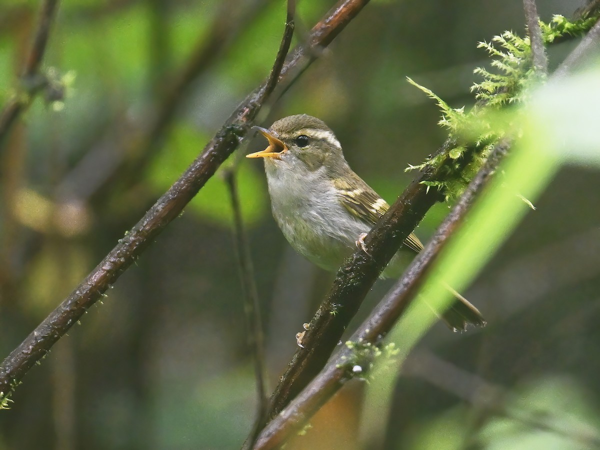 Mosquitero del Emei - ML620256343