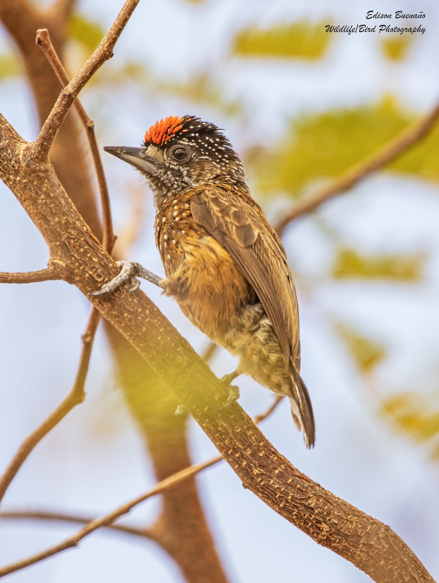 Spotted Piculet - ML620256345