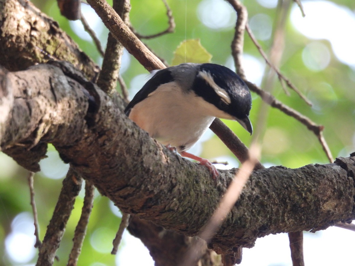 Vireo Alcaudón Cejiblanco - ML620256346