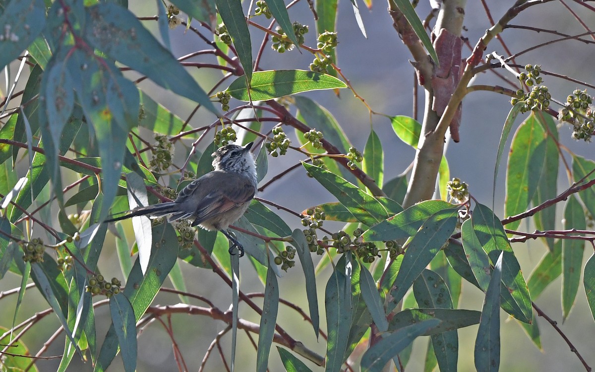 Tijeral Colinegro (aegithaloides) - ML620256347