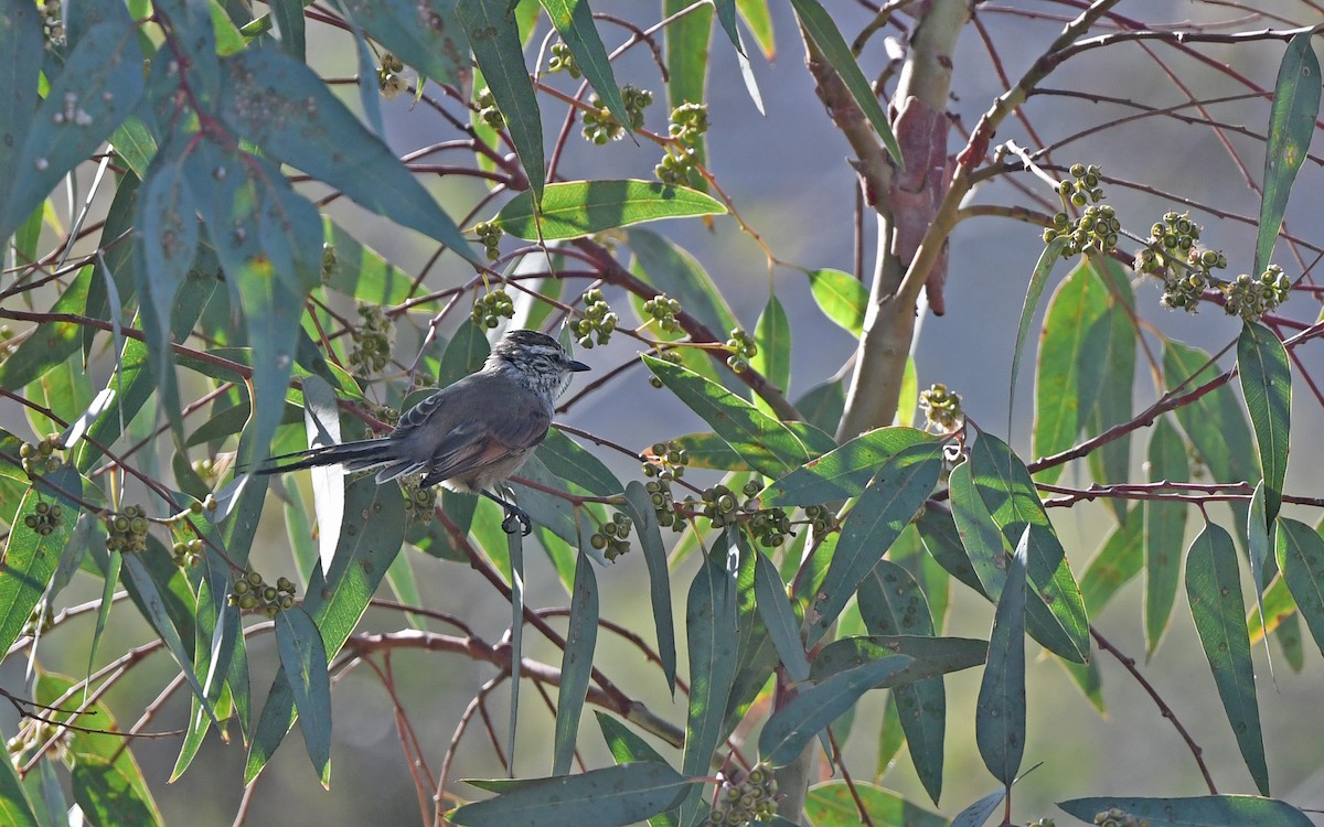 Plain-mantled Tit-Spinetail (aegithaloides) - ML620256348