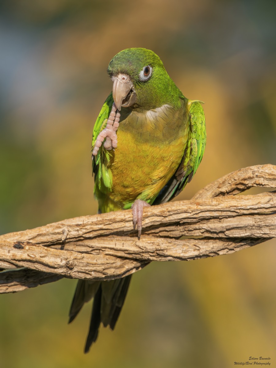 Cactus Parakeet - ML620256351