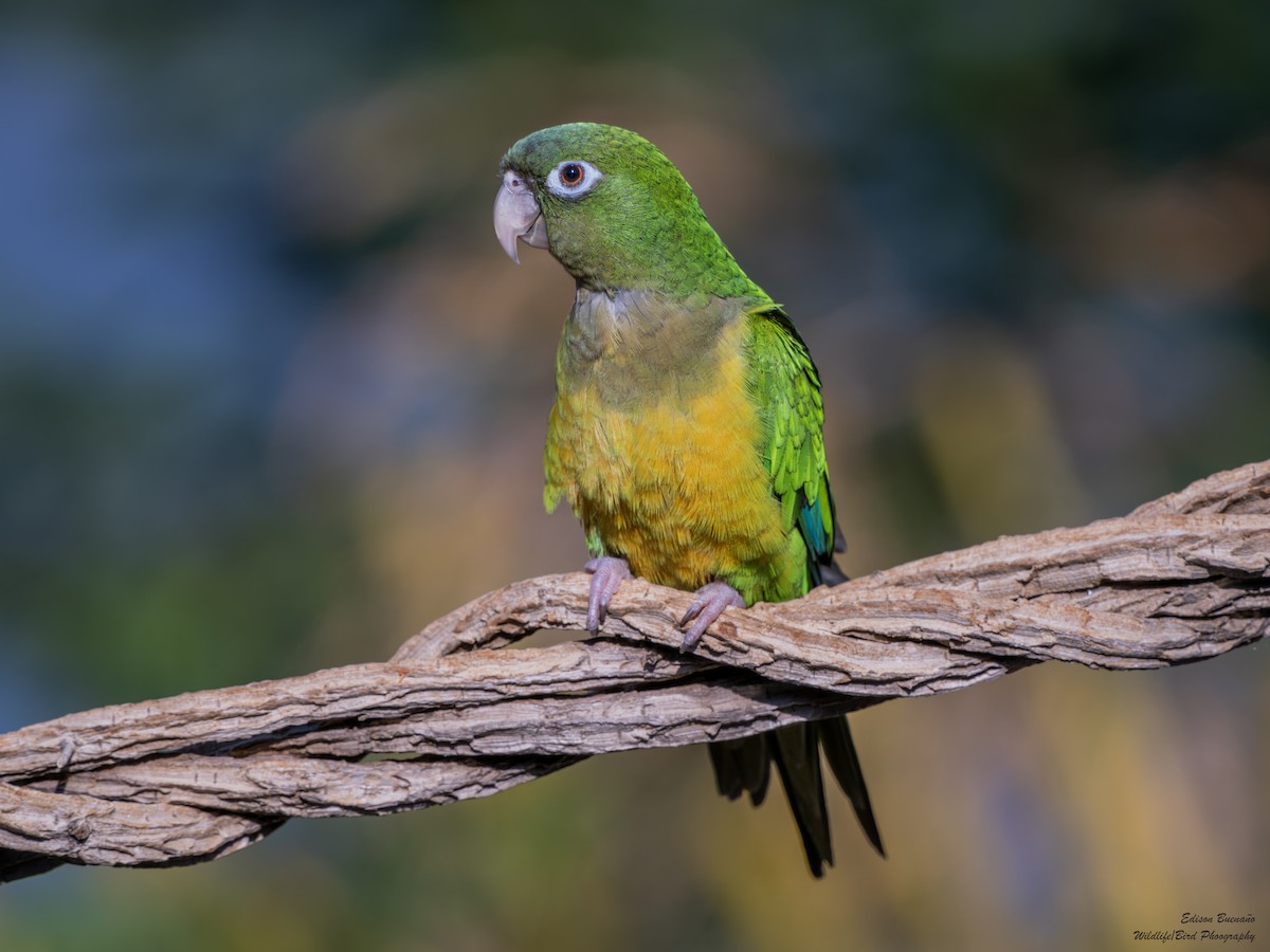 Cactus Parakeet - ML620256352