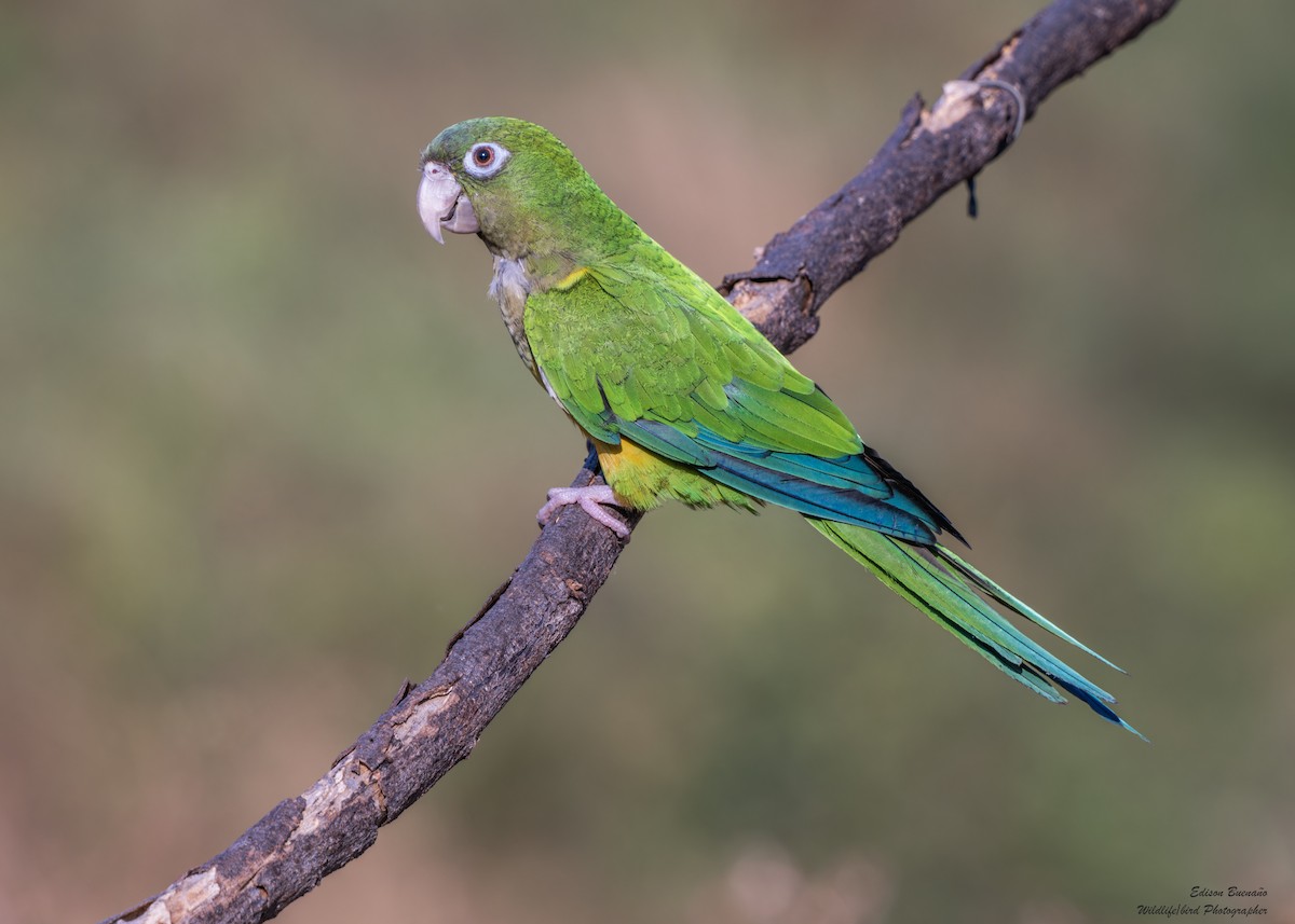 Cactus Parakeet - ML620256353