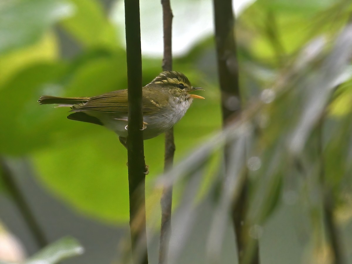 Kloss's Leaf Warbler - ML620256354