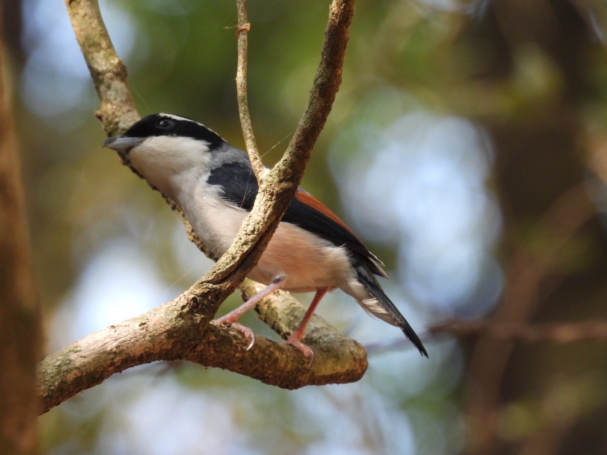 White-browed Shrike-Babbler - ML620256357