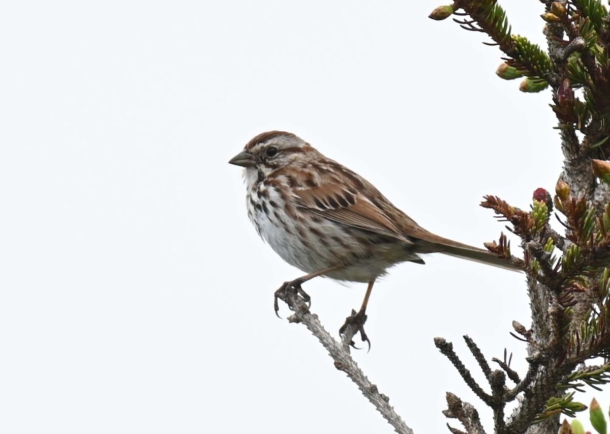 Song Sparrow - ML620256379