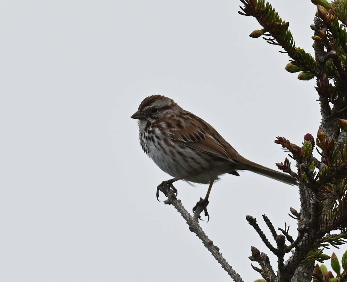 Song Sparrow - ML620256380