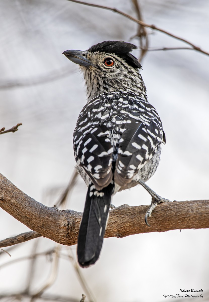 Barred Antshrike (Caatinga) - ML620256381