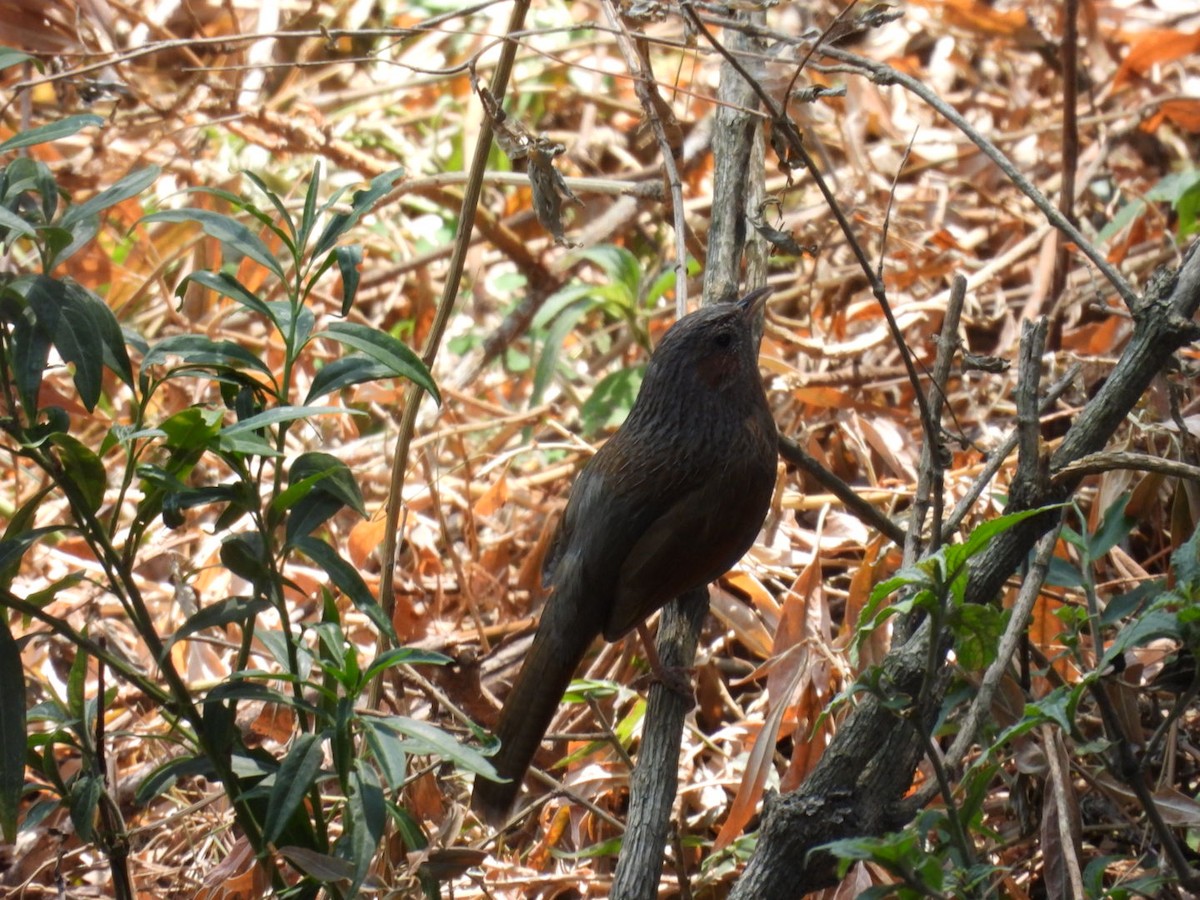 Streaked Laughingthrush - ML620256383