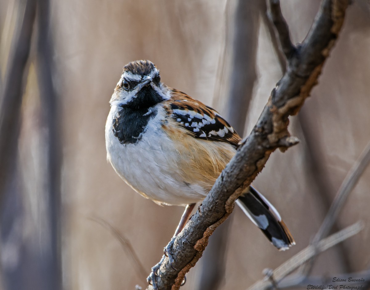 Stripe-backed Antbird - ML620256385