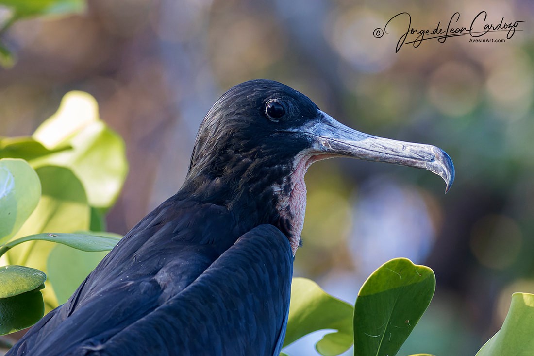 Magnificent Frigatebird - ML620256397