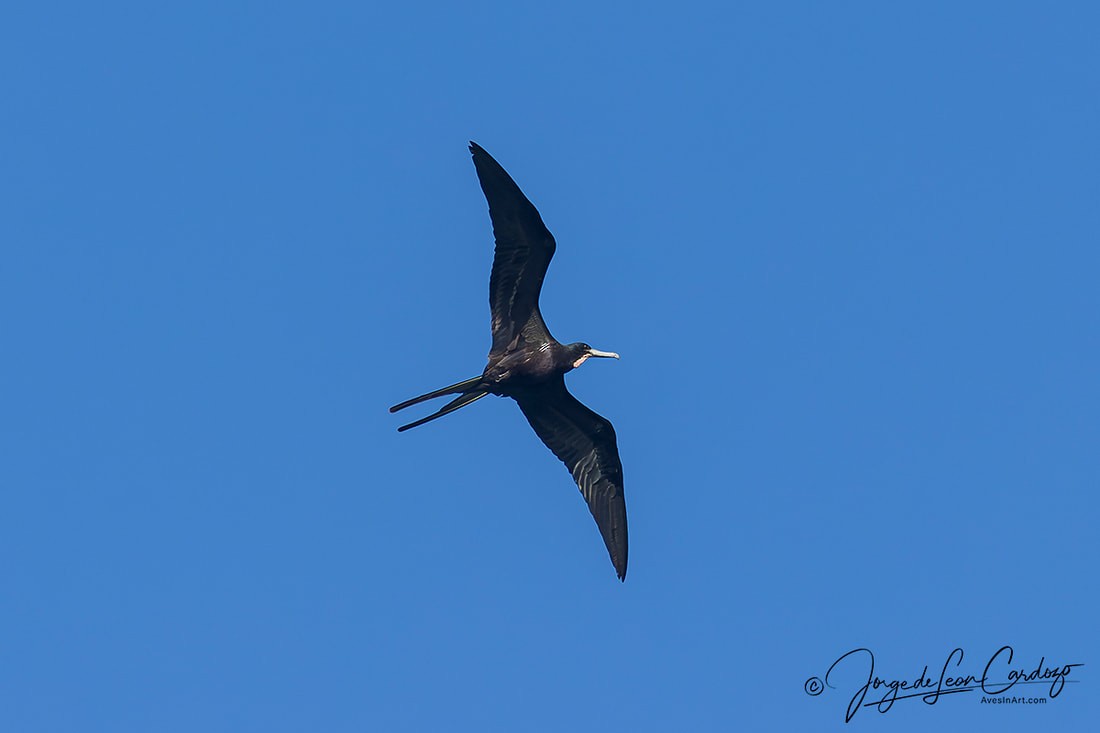 Magnificent Frigatebird - ML620256398