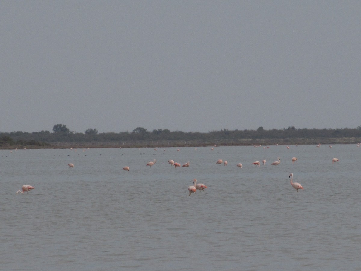 Chilean Flamingo - ML620256399