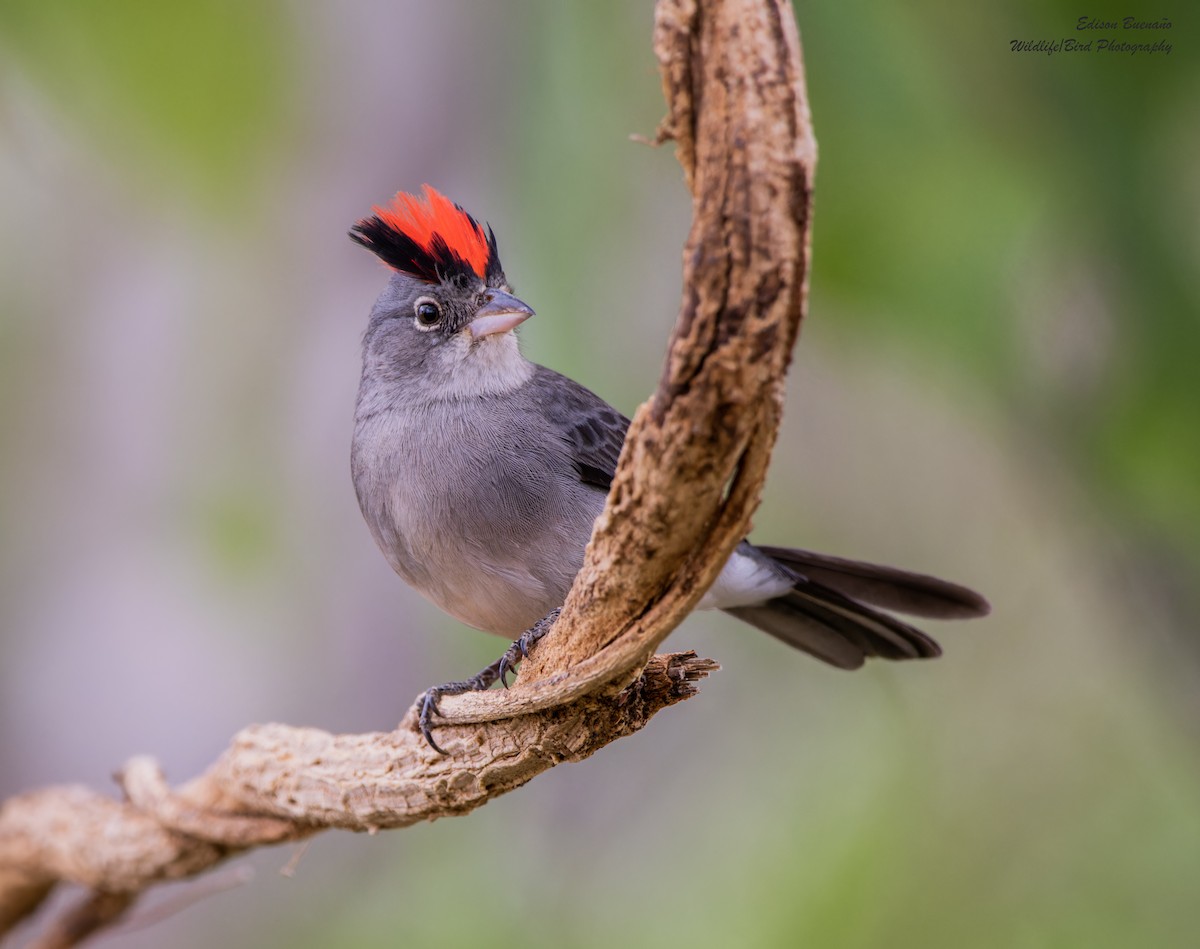 Pileated Finch - ML620256404