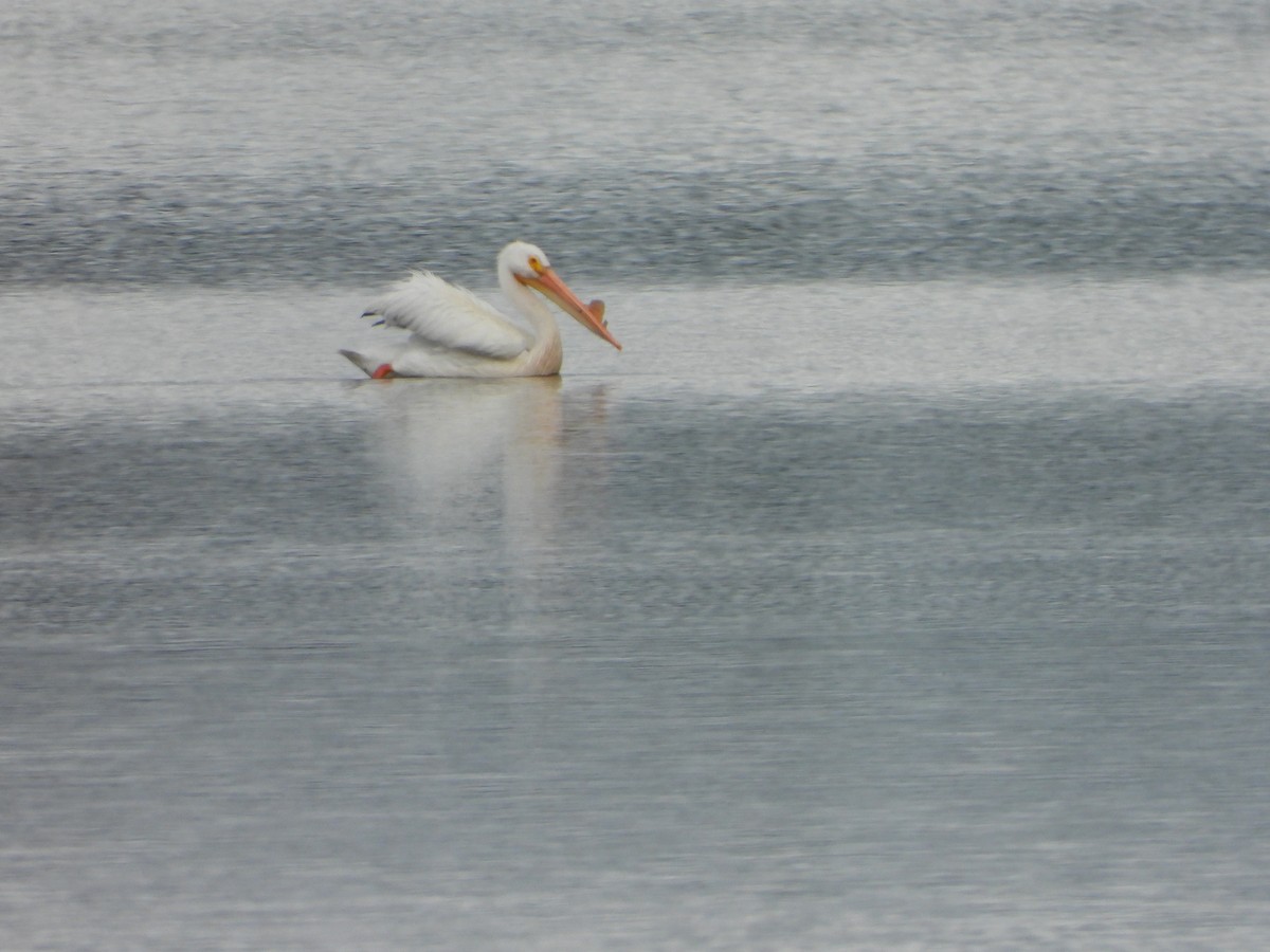 American White Pelican - ML620256407