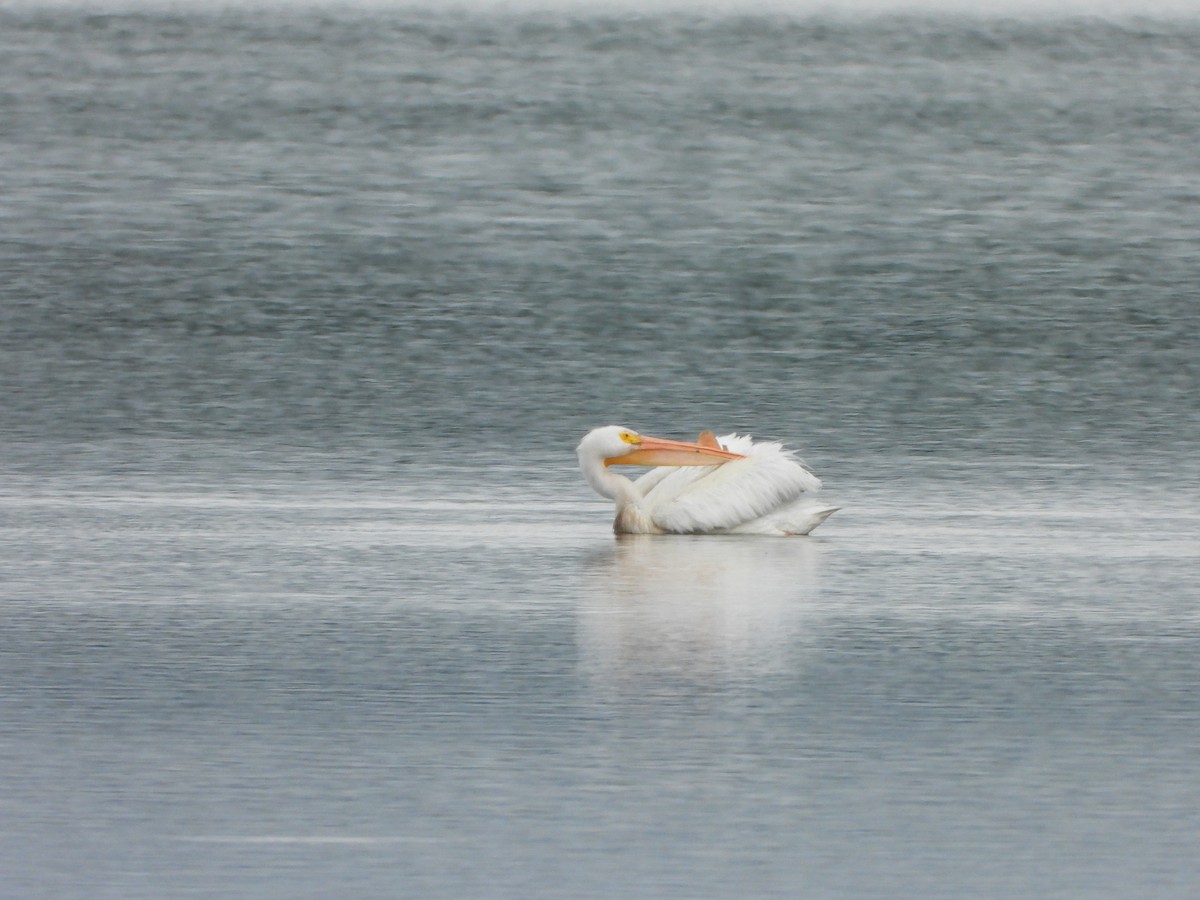 American White Pelican - ML620256408