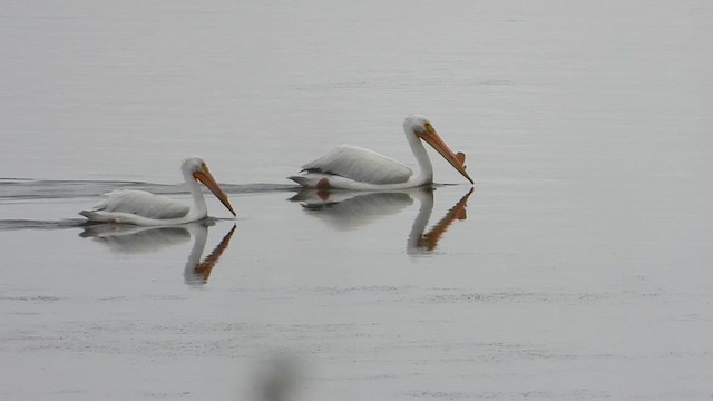 American White Pelican - ML620256412