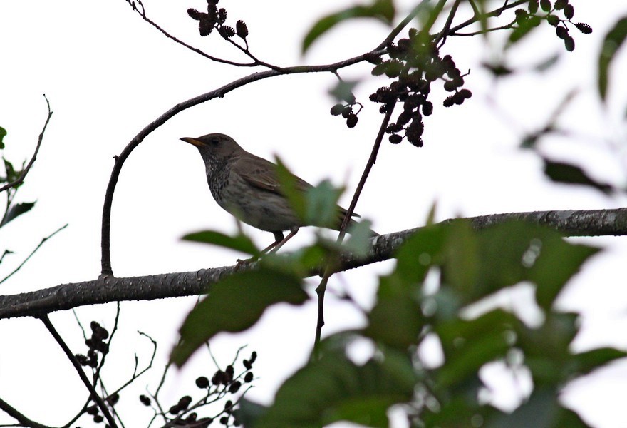 Black-throated Thrush - ML620256413