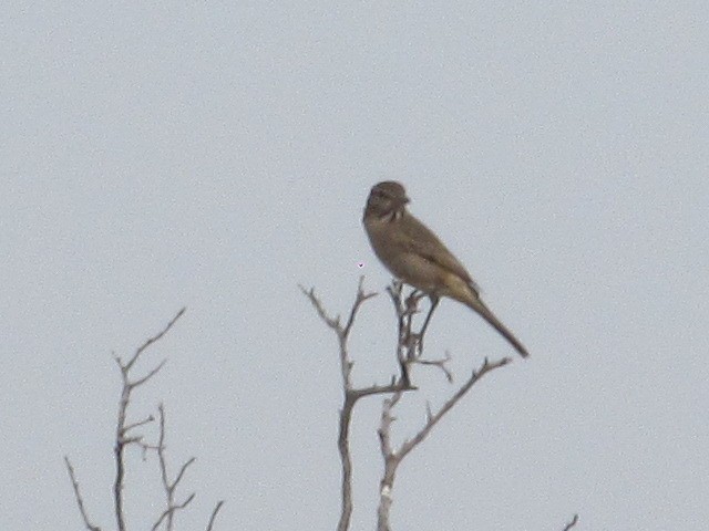 Gray-bellied Shrike-Tyrant - ML620256418