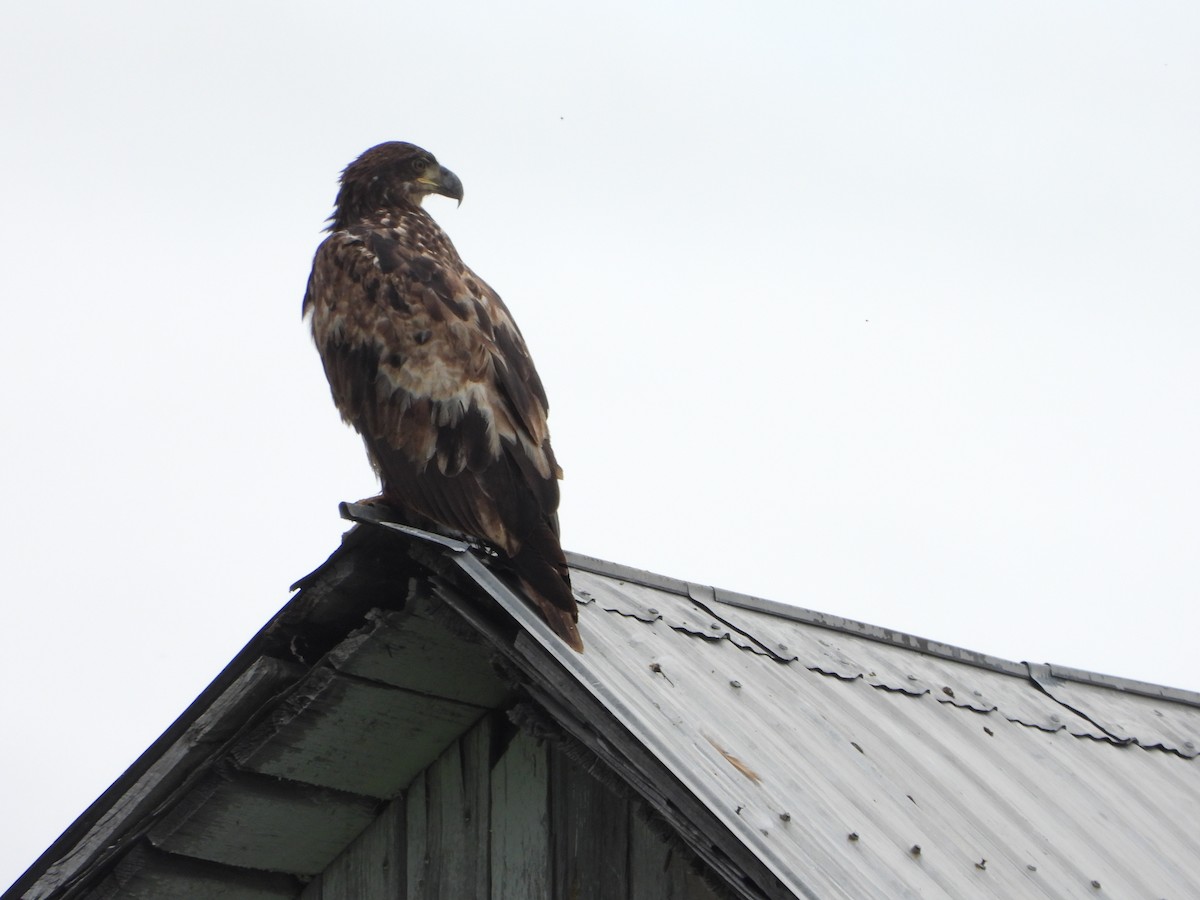 Bald Eagle - ML620256424