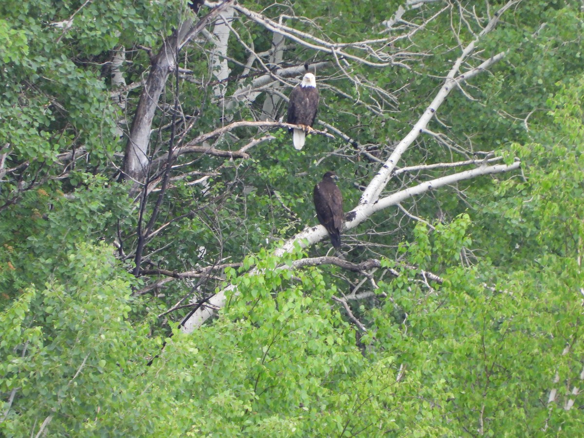 Bald Eagle - ML620256425