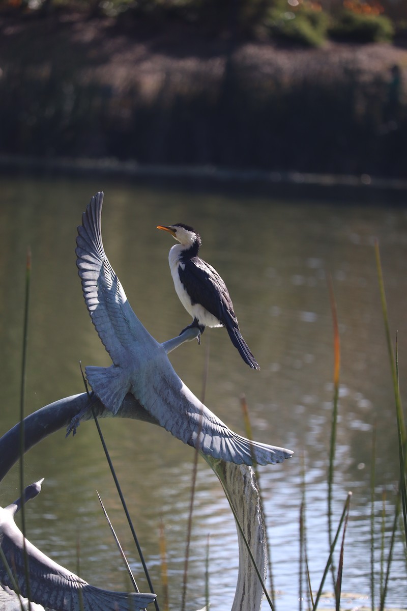 Little Pied Cormorant - ML620256426