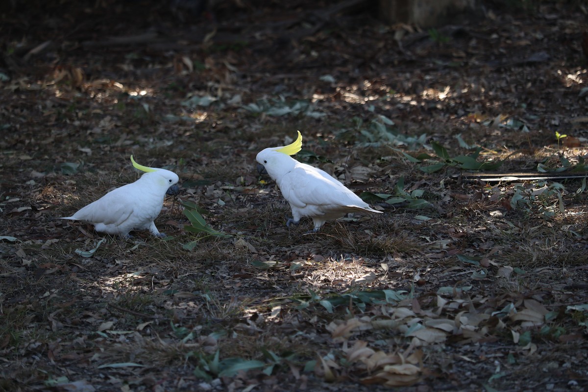 Cacatoès à huppe jaune - ML620256429