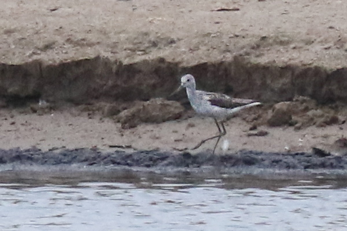 Common Greenshank - ML620256436