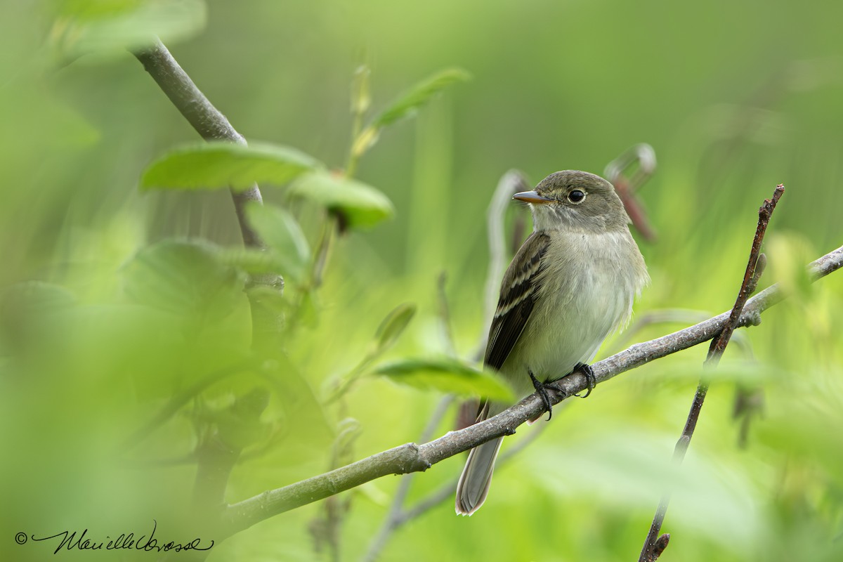 Alder Flycatcher - Marielle Vanasse