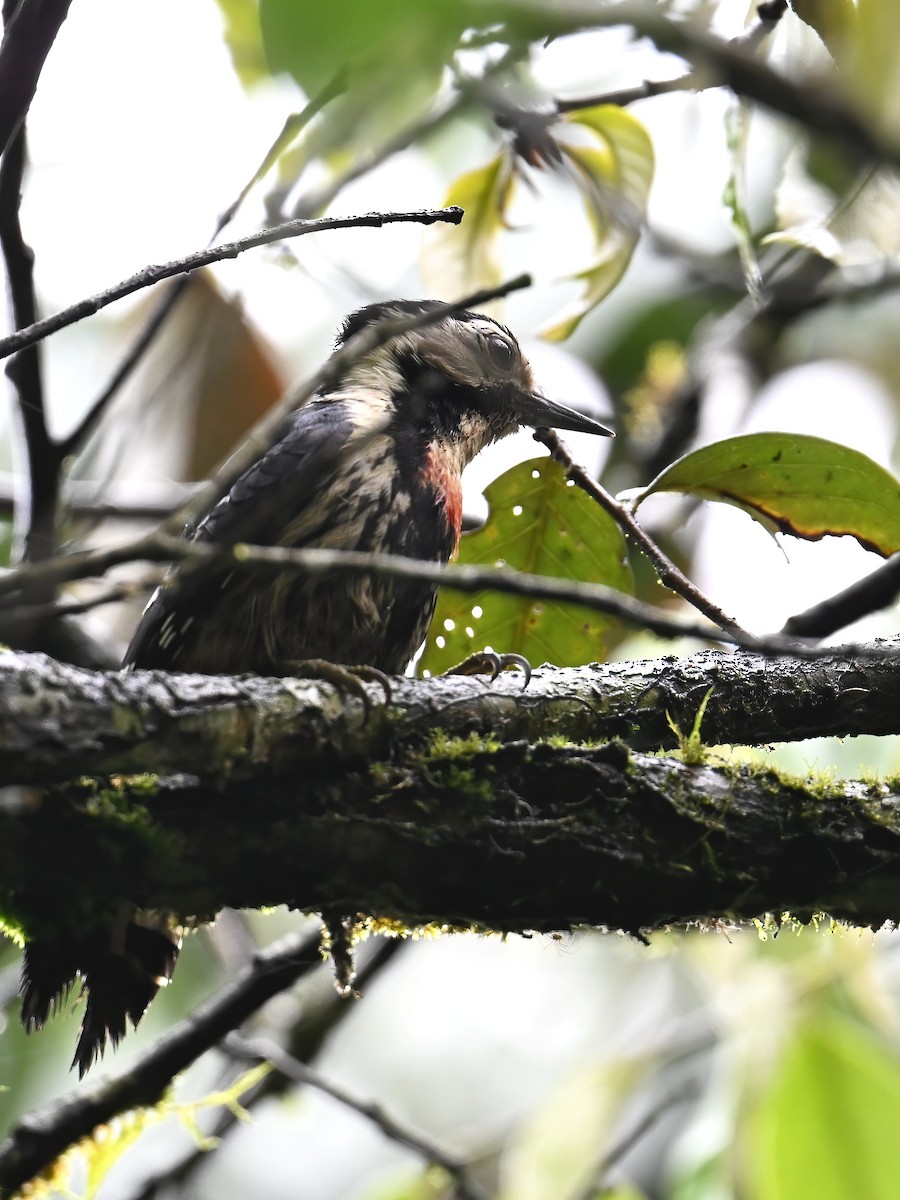 Necklaced Woodpecker - ML620256445