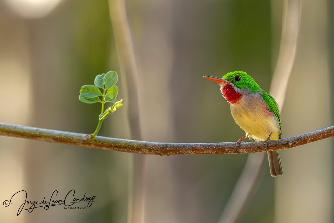 Broad-billed Tody - ML620256446