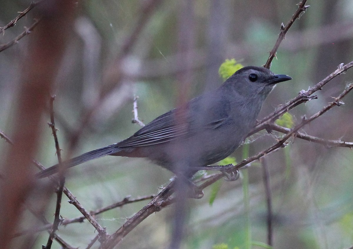 Gray Catbird - ML620256453