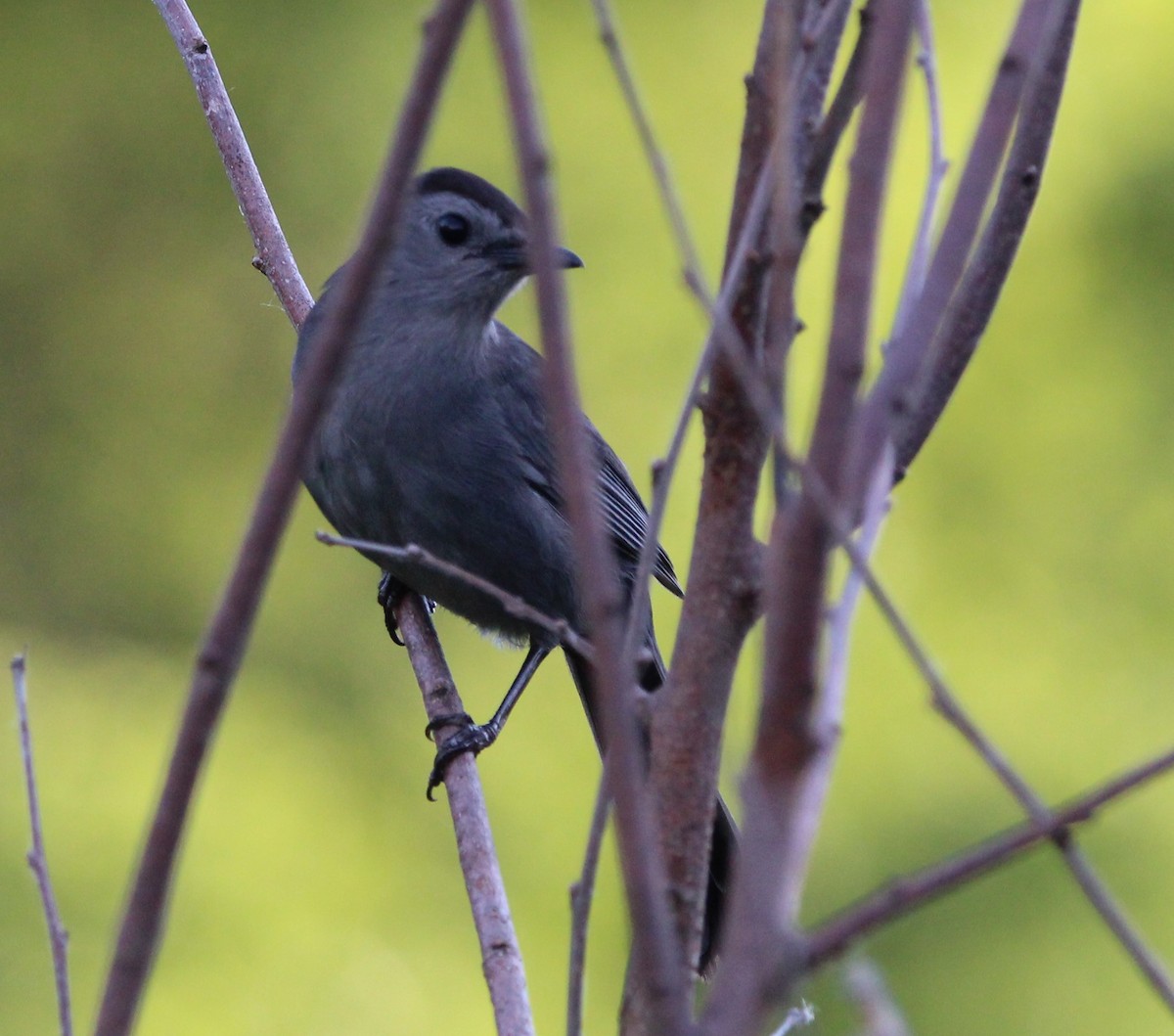 Gray Catbird - ML620256454