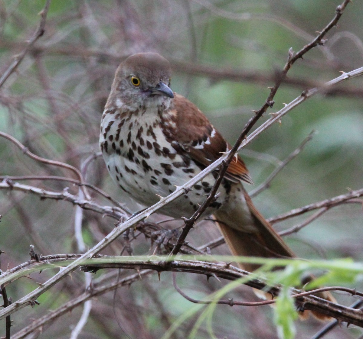 Brown Thrasher - ML620256457