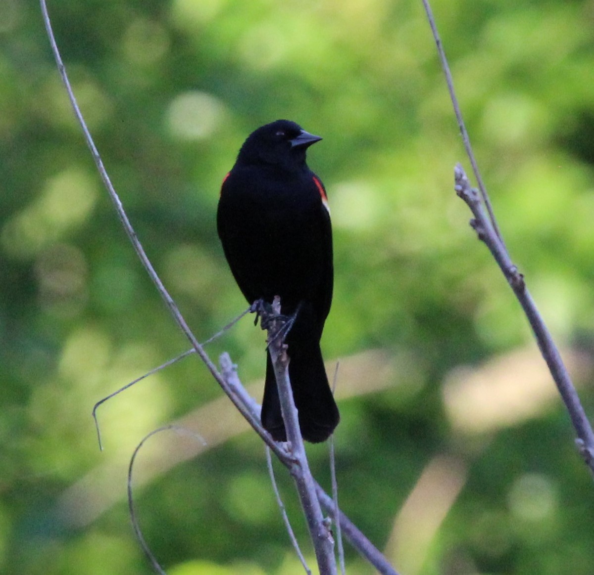 Red-winged Blackbird - ML620256460