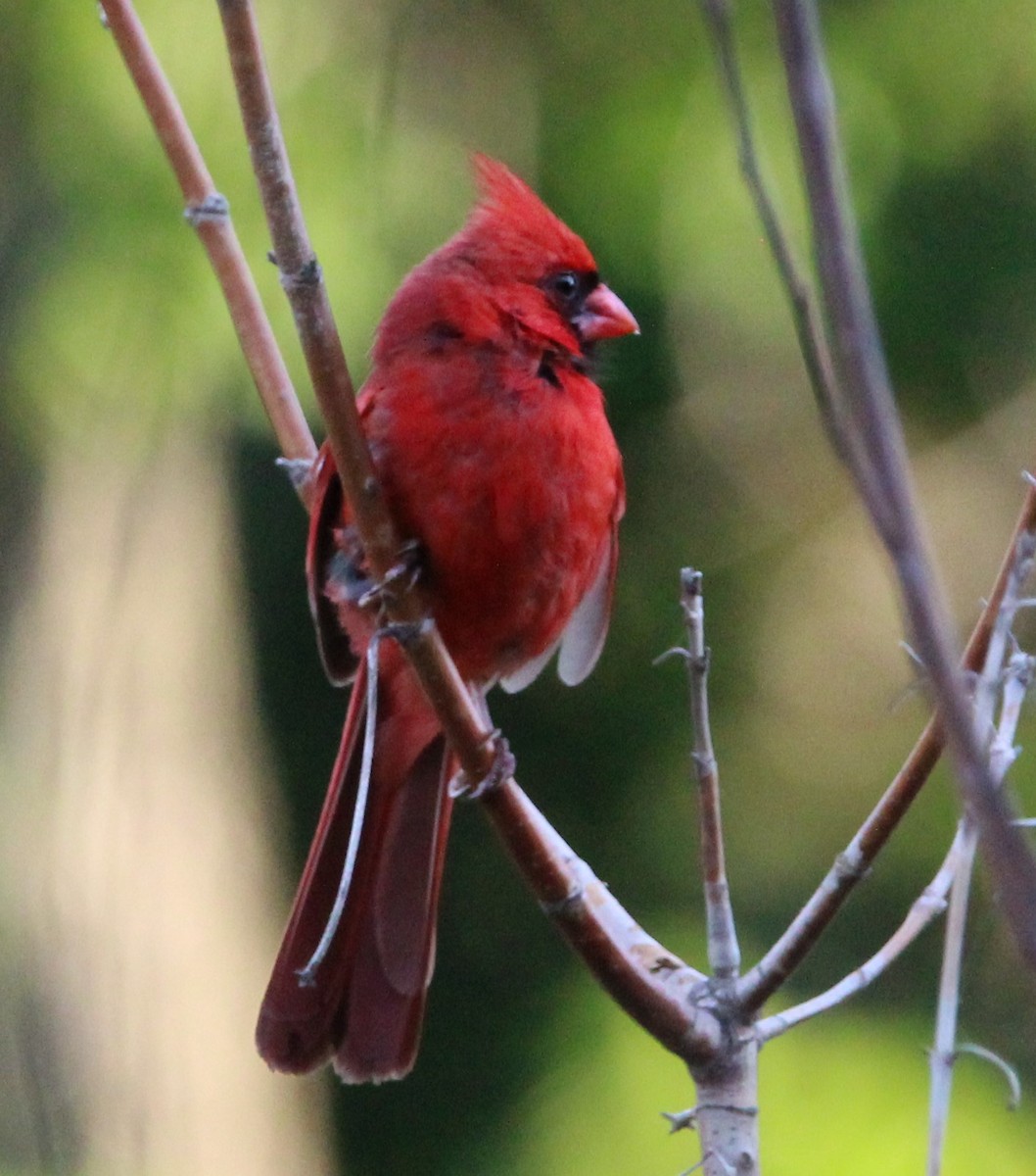 Cardenal Norteño - ML620256465