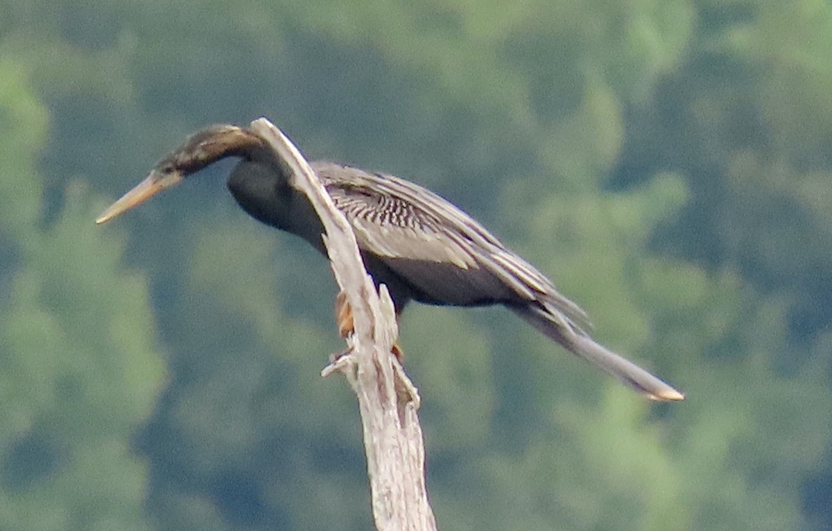 Anhinga Americana - ML620256471