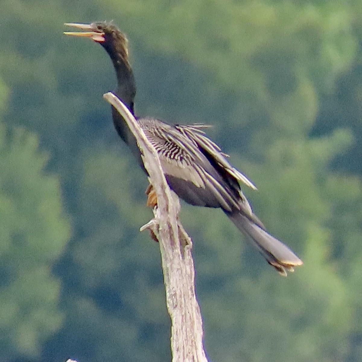 Anhinga Americana - ML620256472