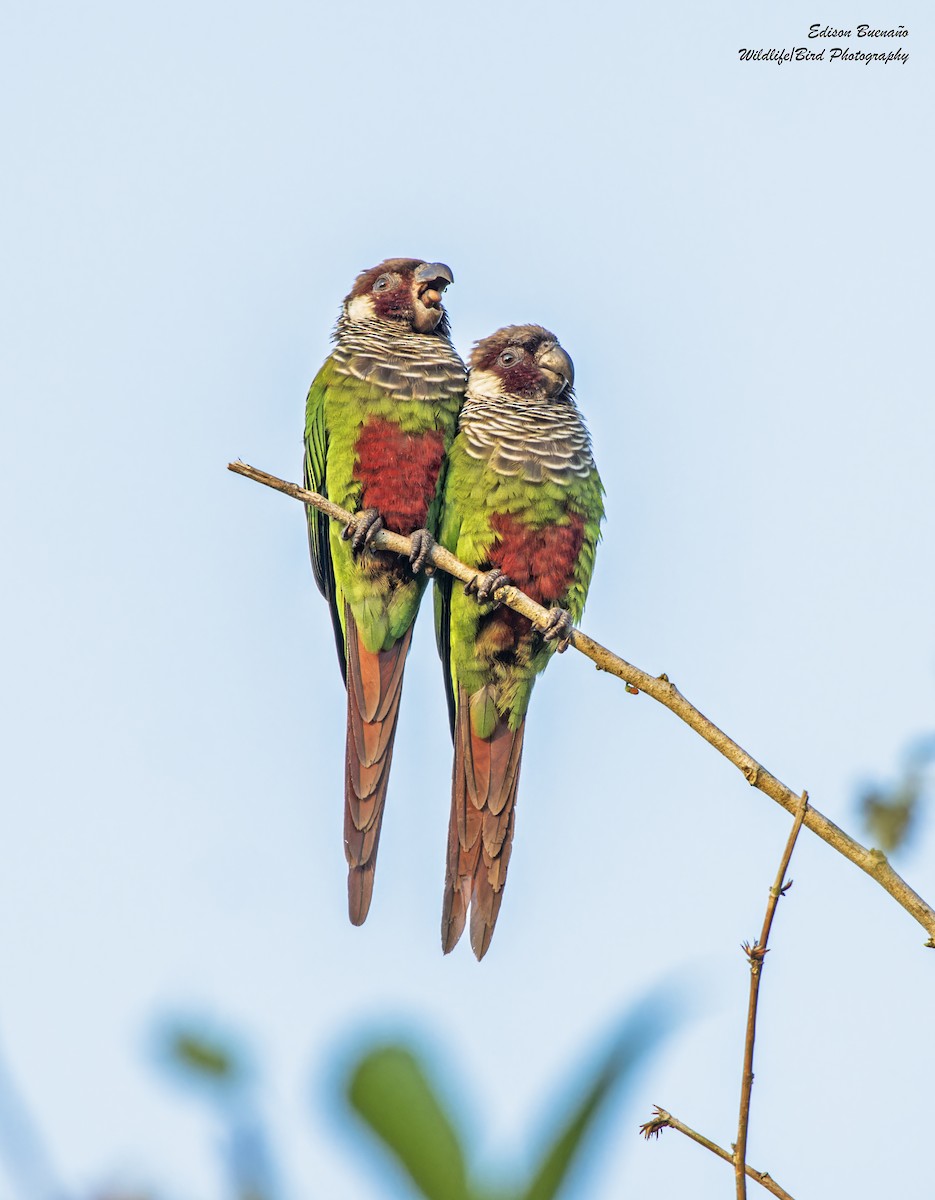 Gray-breasted Parakeet - Edison Buenano