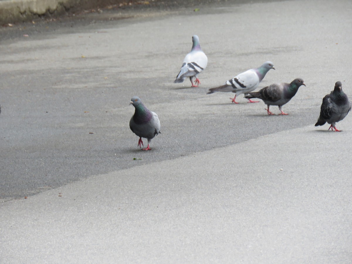 Rock Pigeon (Feral Pigeon) - ML620256477